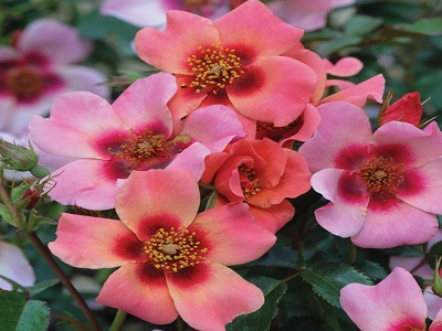 FLORIBUNDROZE FOR YOUR EYES ONLY
