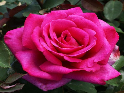rožu šķirne Parole_rožu stādi Siguldā_rose_rosa_Parole