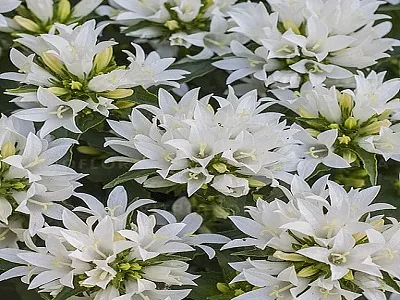 PULKSTENĪTE GENTI WHITE