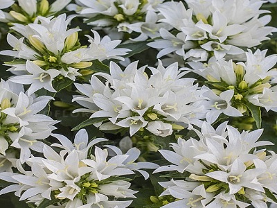 PULKSTENĪTE GENTI WHITE