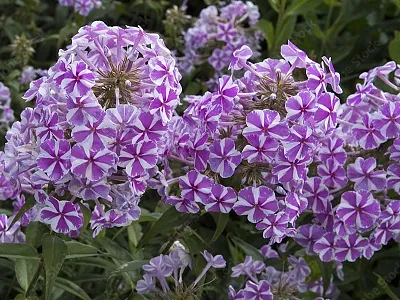 ​FLOKSIS SKARAINAIS / PHLOX PANICULATA natasha