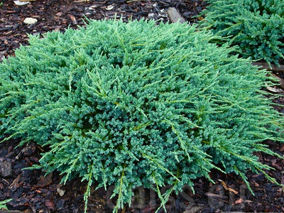 ​KADIĶIS ZVĪŅAINAIS / Juniperus squamata „BLUE CARPET”