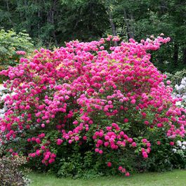 Rododendri
