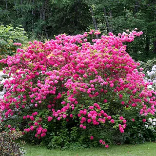 Rododendri
