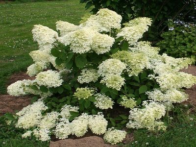 ​HORTENZIJA SKARAINĀ „DENTELLE DE GORRON”