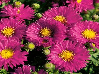 ​ZIEMASTERE SPILVENVEIDA / ASTER DUMOSUS „GRANAT”