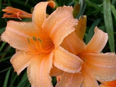 ​DIENZIEDE / Hemerocallis „GEORGE CUNNINGHAM”-siguldasdarznieks_stādaudzētava