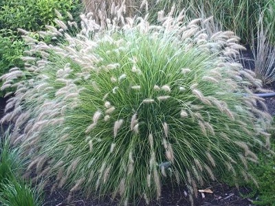 SPALVZĀLE LAPSASTU /  PENNISETUM ALOPECUROIDES „LITTLE BUNNY”