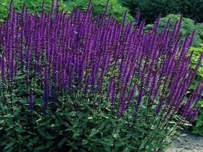 salvija_„CARADONNA”_salvia-siguldasdarznieks-puķes-stādi-daudzgadīgas