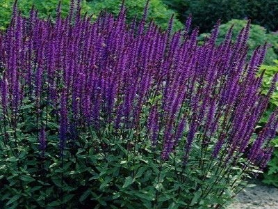 salvija_„CARADONNA”_salvia-siguldasdarznieks-puķes-stādi-daudzgadīgas