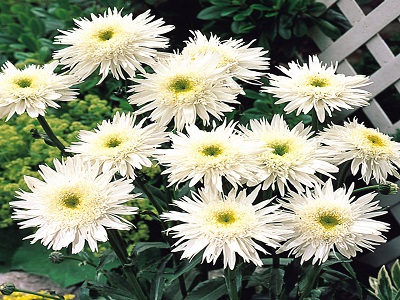 PĪPENE IZCILĀ / LEUCANTHEMUM x SUPERBUM „WIRRAL SUPREME”