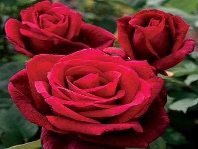 roze-mr.lincoln-rosa-tējhibrīdroze_rožu stādi_siguldasdarznieks