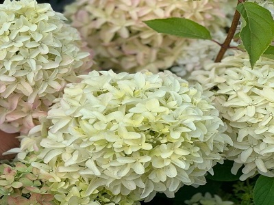 ​HORTENZIJA SKARAINĀ / Hydrangea paniculata „MAGICAL LIME SPARKLE” / BOKRAL