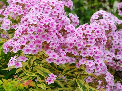 floksis skarainais warsaw sunrise_phlox paniculata_siguldasdarznieks