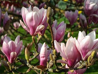 ​MAGNOLIJA SULANŽA /MAGNOLIA x SOULANGEANA