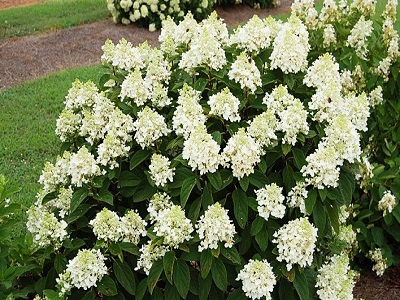 ​HORTENZIJA SKARAINĀ/ HYDRANGEA PANICULATA „BABY LACE”