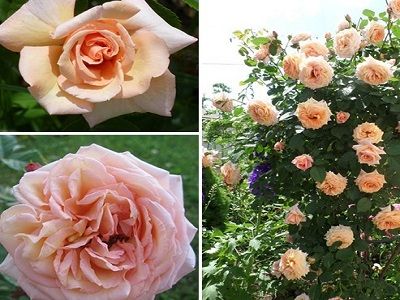 vīteņroze_barock_smaržīgas rozes_rožu stādi_roosa_siguldasdarznieks