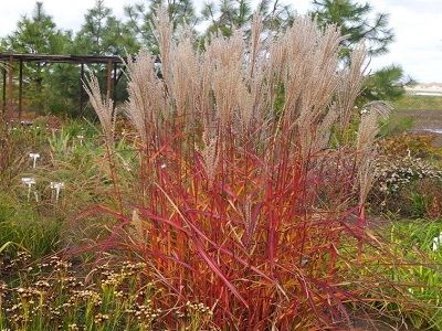 MISKANTE ĶĪNAS / MISCANTHUS SINENSIS „PURPLE FALL”