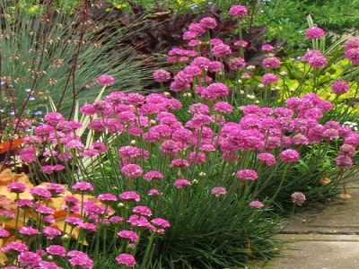 ARMĒRIJA JŪRMALAS  /  Armeria maritima  „ ROSE”