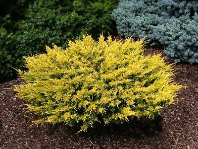 ​KADIĶIS KLĀJENISKAIS / Juniperus horizontalis „LIME GLOW”