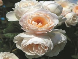 vīteņroze_​UETERSENER KLOSTERROSE -roosa-siguldasdarznieks_rožu stādi