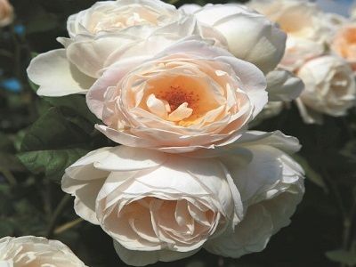 vīteņroze_​UETERSENER KLOSTERROSE -roosa-siguldasdarznieks_rožu stādi
