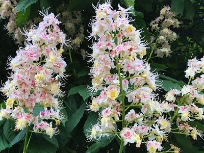 ZIRGKASTAŅA PARASTĀ / Aesculus x hippocastanum „MEMMINGERI”