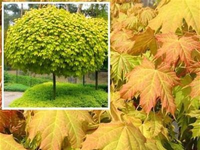 KĻAVA PARASTĀ /ACER PLATANOIDES "GOLDEN GLOBE"