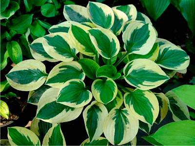 HOSTA „BRIM CUP”