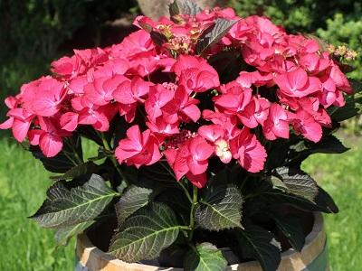 ​HORTENZIJA LIELLAPU / Hydrangea macrophylla „DARK ANGEL”