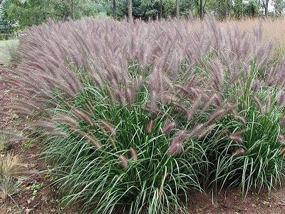 SPALVZĀLE LAPSASTU   /  PENNISETUM ALOPECUROIDES „RED HEAD”