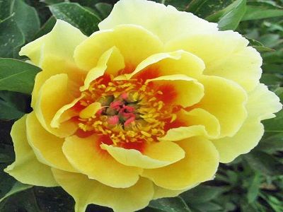 ​PEONIJA INTERSEKCIJU / Paeonia intersectional „BORDER CHARM”