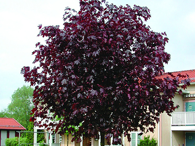 ​KĻAVA PARASTĀ /ACER PLATANOIDES "FAASSENS BLACK"