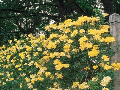 vīteņroze_golden-showers_rozes_roosa_siguldasdarznieks