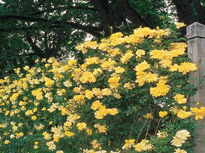vīteņroze_golden-showers_rozes_roosa_siguldasdarznieks