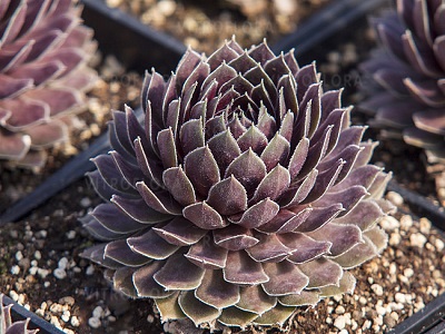 ​SAULRIETENIS / Sempervivum “BIG SAM RUBY STAR”