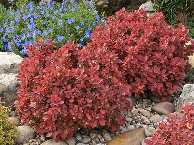 ​BĀRBELE TUNBERGA / Berberis thunbergii „RUBY STAR”