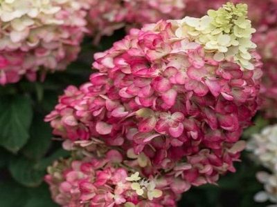 ​HORTENZIJA SKARAINĀ HORTENZIJA / Hydrangea paniculata „LIVING COLOURFUL COCKTAIL”