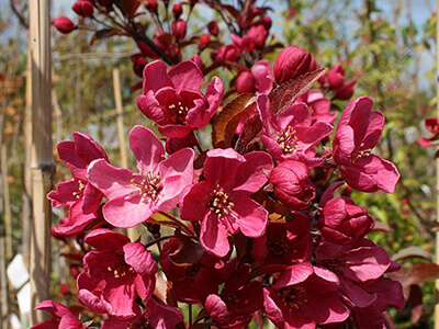 MALUS "LISET"_dekoratīva ābele