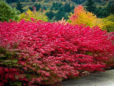 ​SEGLIŅŠ SPĀRNOTAIS / Euonymus alatus “CHICAGO FIRE”