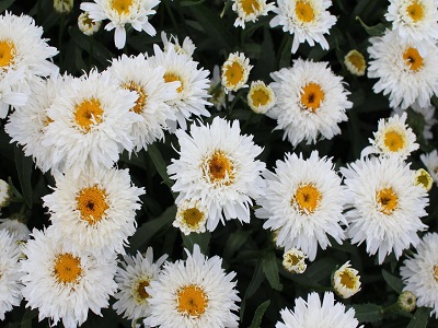 PĪPENE  LIELZIEDU  /  Leucanthemum x maximum                                                                  „SWEET DAISY REBECCA”