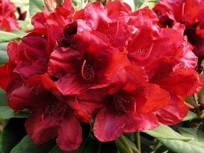 ​RODODENDRS / Rhododendron „DOTELLA”