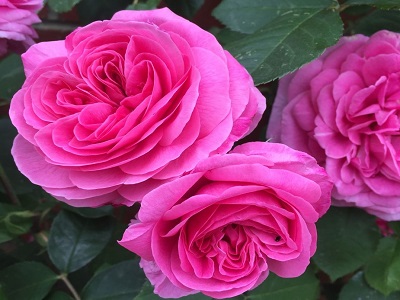 GERTRUDE JEKYLL