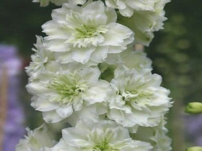 DELFĪNIJA  DĀRZA  /  Delphinium cultorum  „HIGHLANDER SAMBA”