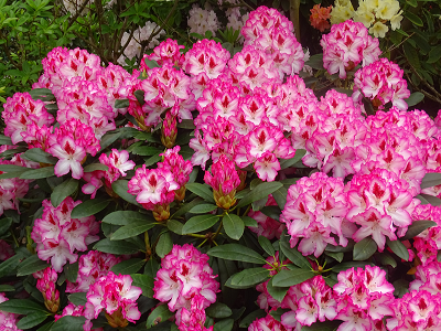 RODODENDRS /RHODODENDRON „HACHMANNS CHARMANT”