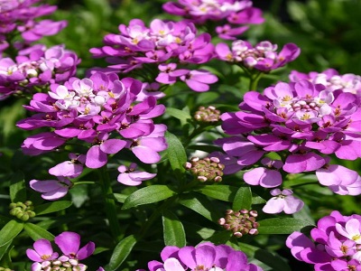 IBĒRE MŪŽZAĻĀ / IBERIS SEMPERVIRENS       „ABSOLUTELY AMETHYST”        