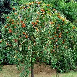 Pīlādzis