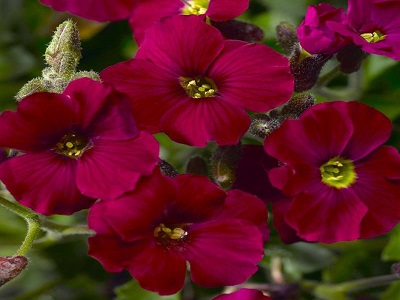 ​OBRĒTA / AUBRIETA „AXCENT BURGUNDY”