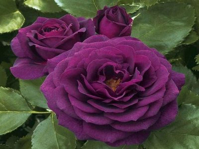 FLORIBUNDROZE PURPLE EDEN