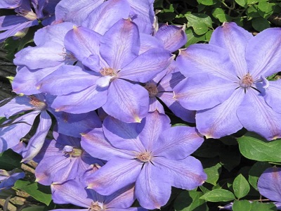 KLEMATIS / CLEMATIS „MRS CHOLMONDELEY”